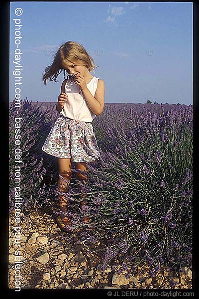 petite fille dans un champ de lavande - little girl in a lavender field